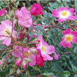 SCENTED CARPET (Ground cover)